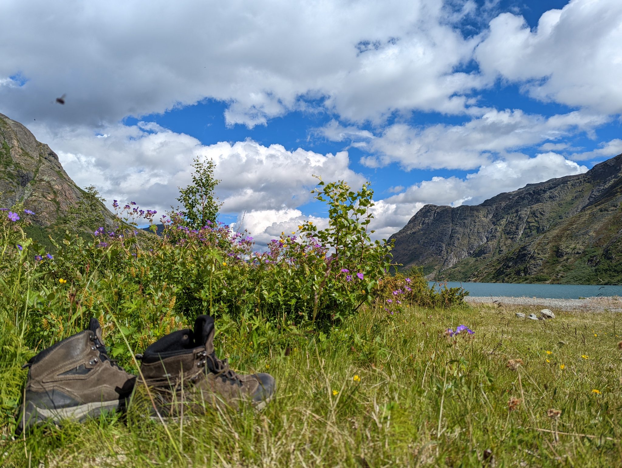 Shoes in tall grass with a fjord in the background